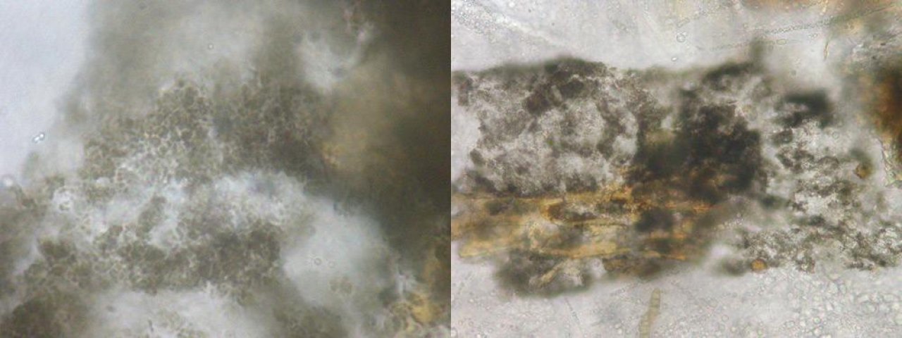 anderer Becherling in Pilzfinder App spotted by Matthaeus Koncilja on 18.12.2020