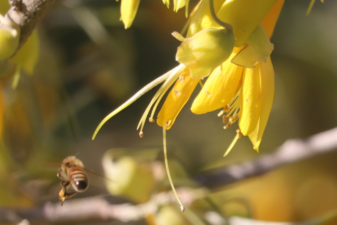 Kowhai