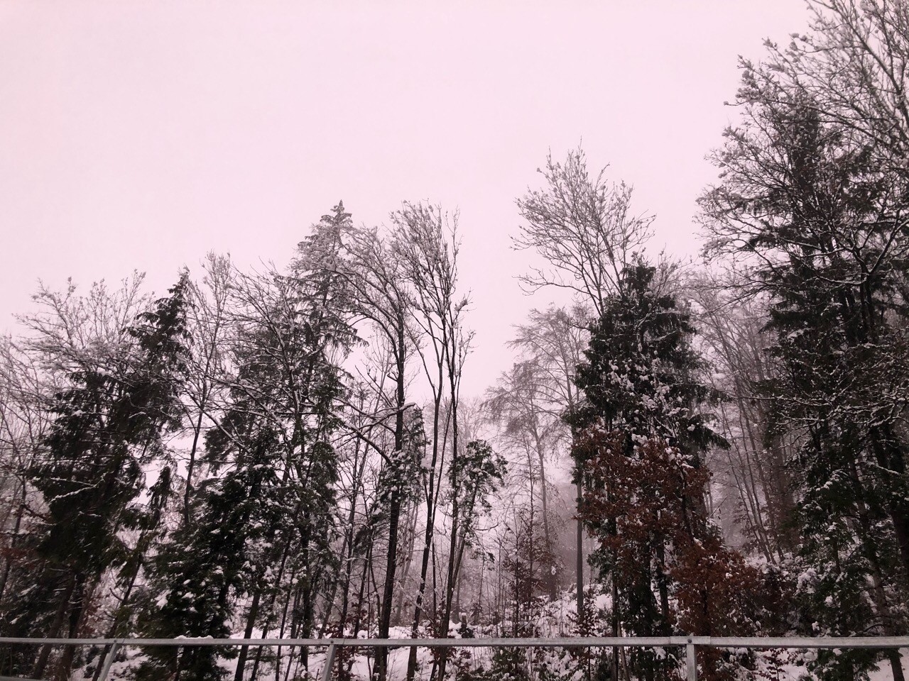 Der Wald überm Haus heute Abend - waren bis 2017 eben auch 