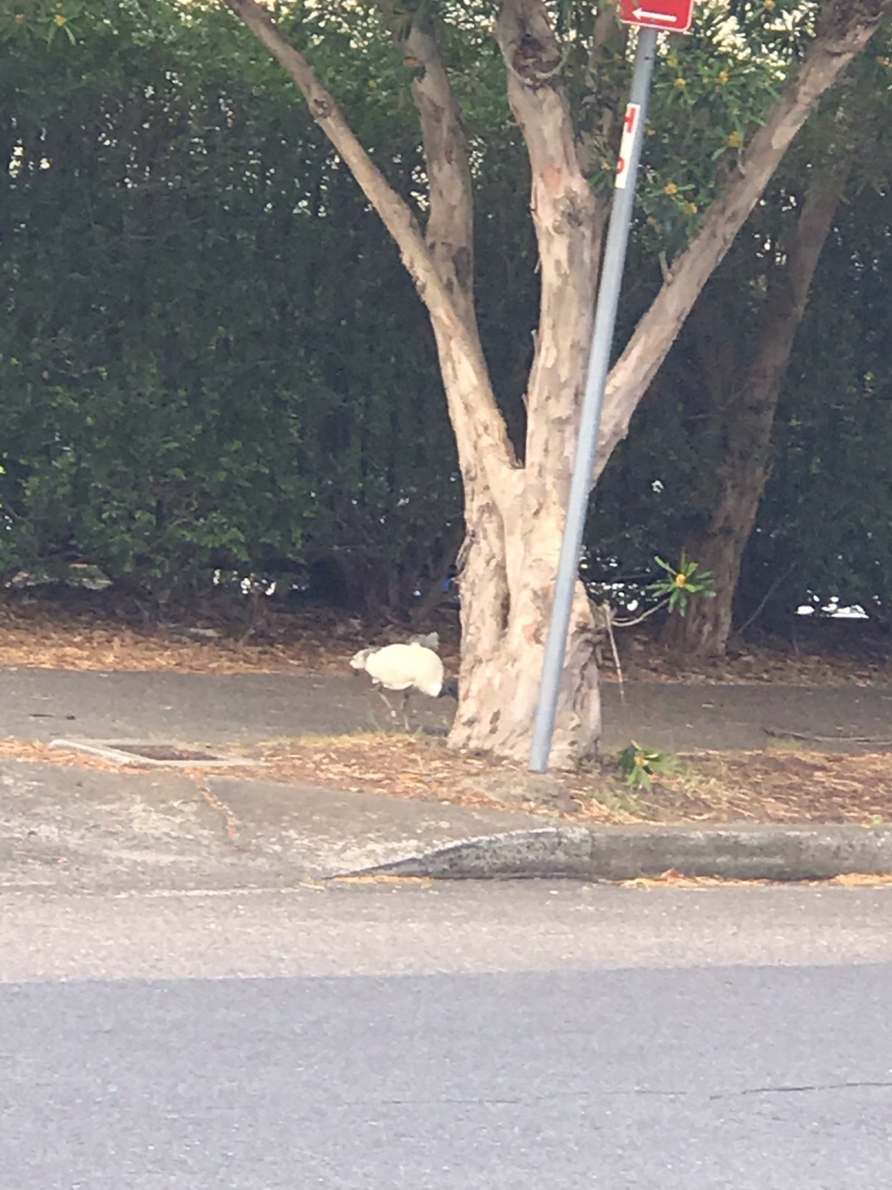 White Ibis in Big City Birds App spotted by Zoe on 12.12.2020