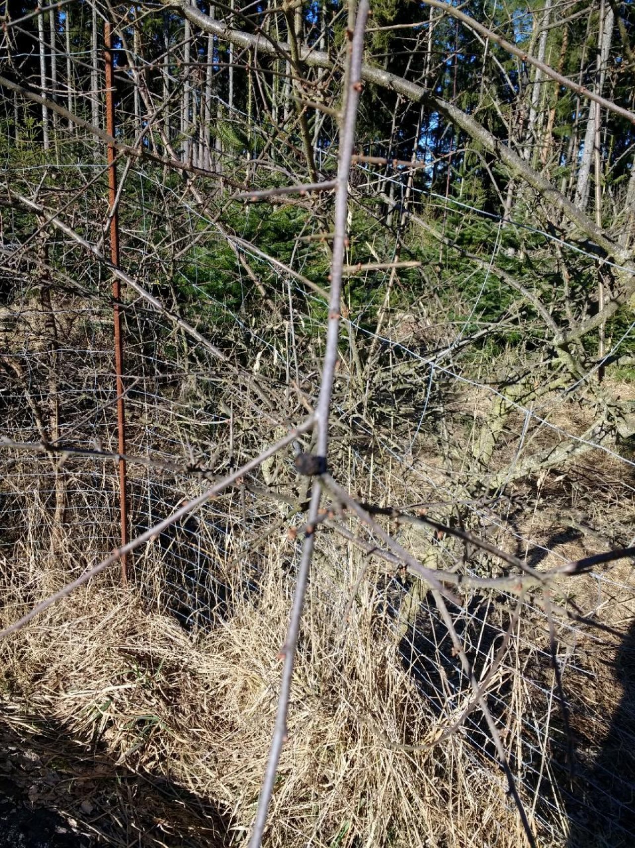 Schlehe in Naturkalender Oberösterreich App spotted by Helene Kücher on 01.03.2021