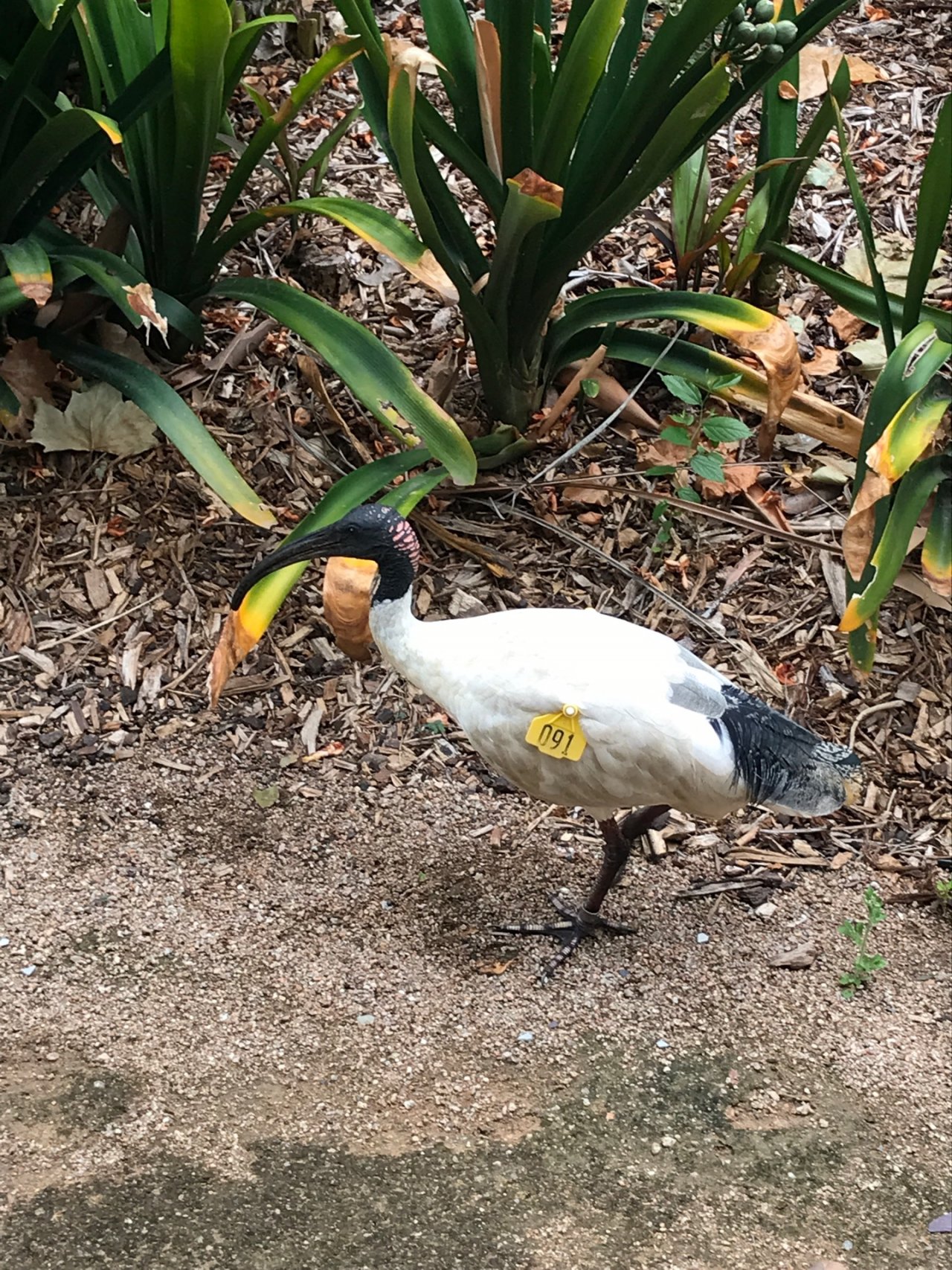 White Ibis in Big City Birds App spotted by Tess95 on 14.12.2020