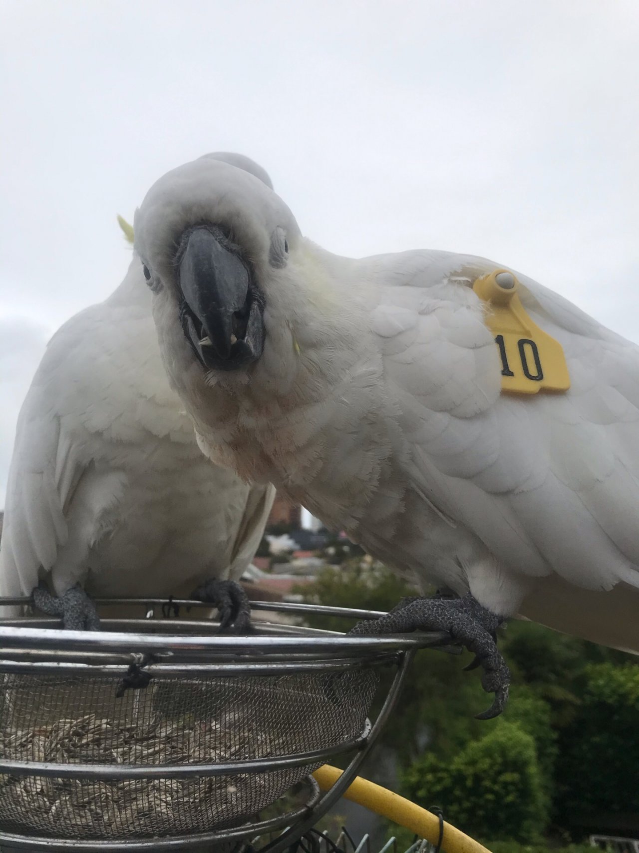 Sulphur-crested Cockatoo in Big City Birds App spotted by Di Quick on 14.12.2020