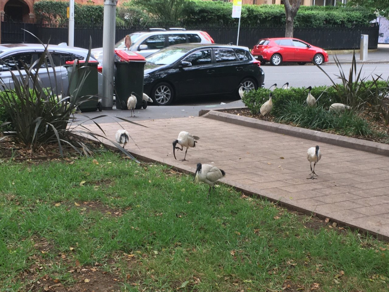 White Ibis in Big City Birds App spotted by Chip Steele on 14.12.2020