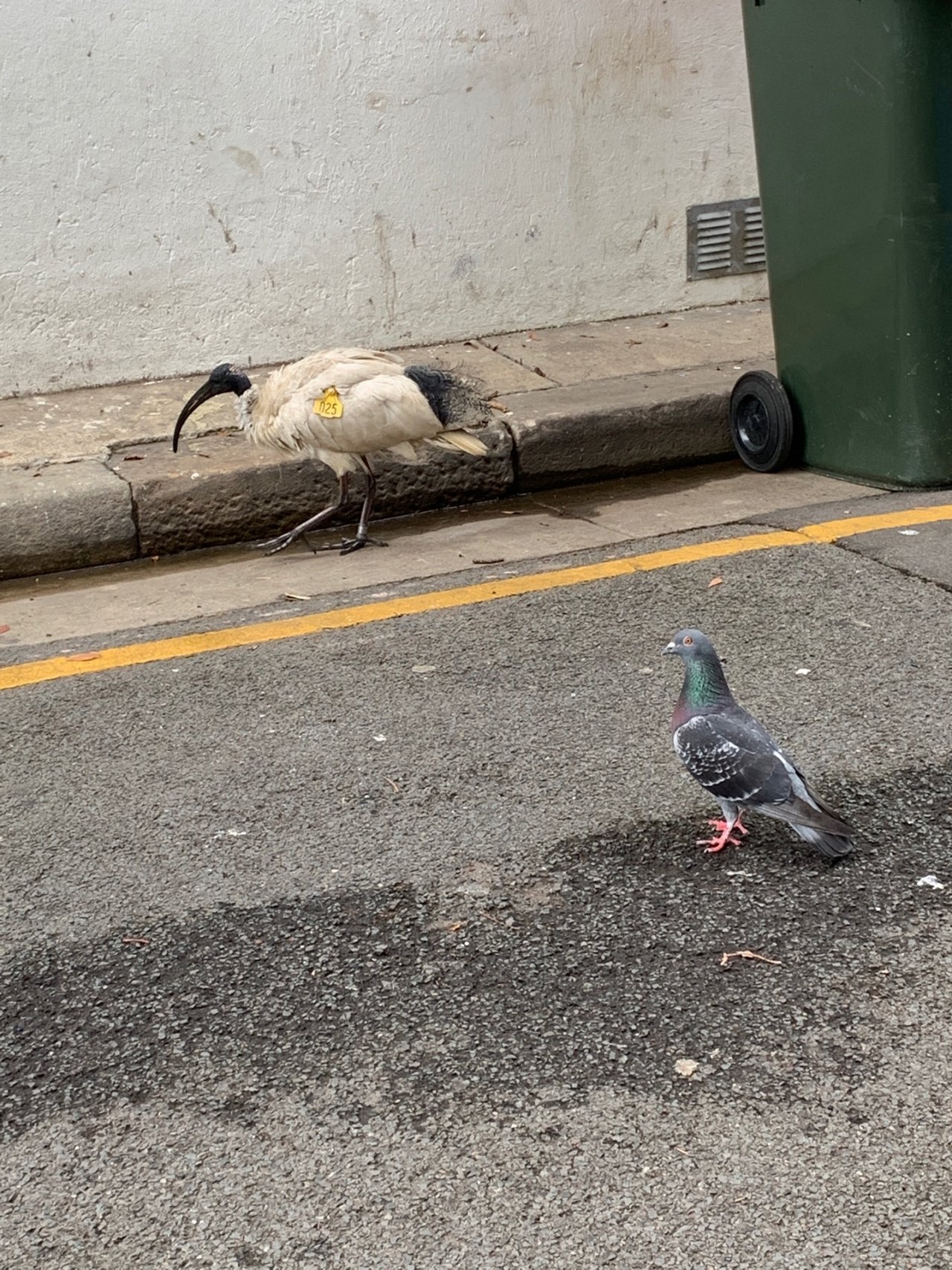 White Ibis in Big City Birds App spotted by Laurie McGuirk on 13.12.2020
