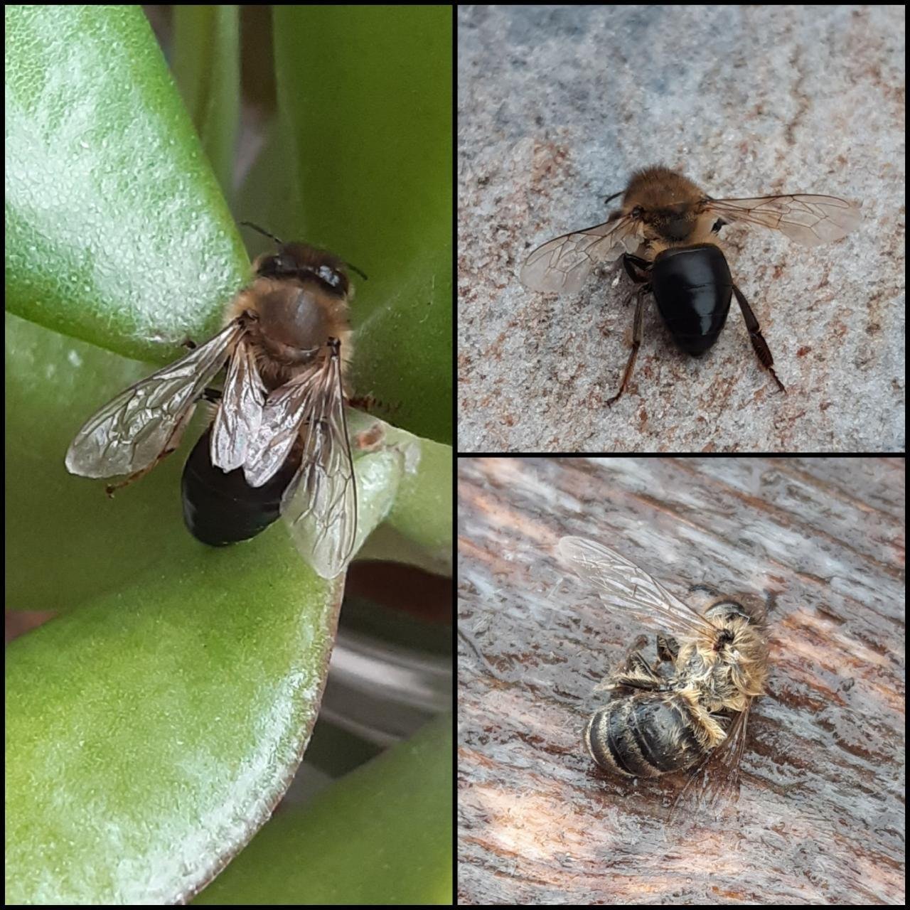 Eine andere Tierart in Naturkalender App spotted by Steinbock on 15.12.2020