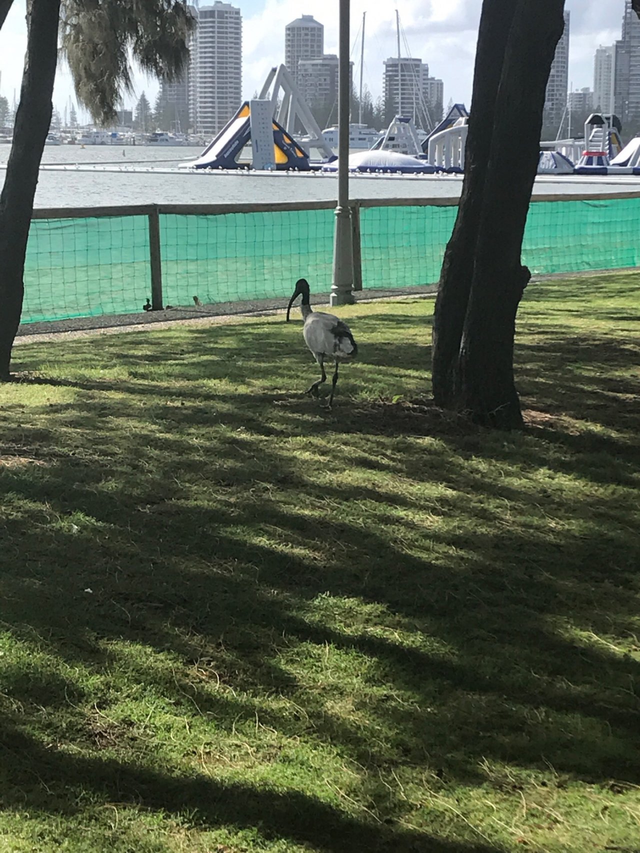 White Ibis in Big City Birds App spotted by ShonaB on 30.01.2021
