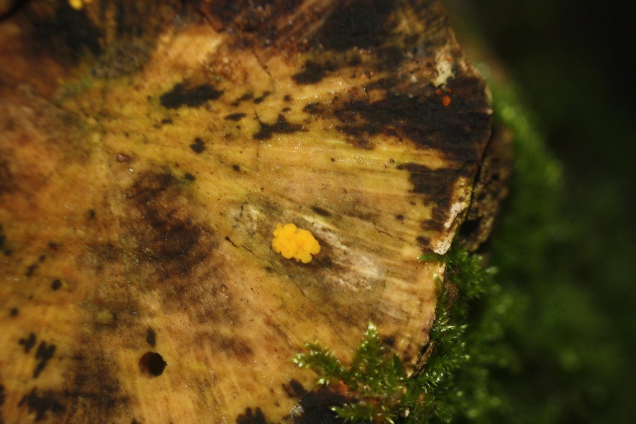 Zitronengelbes Holzbecherchen in Pilzfinder App spotted by Treitner on 11.12.2020