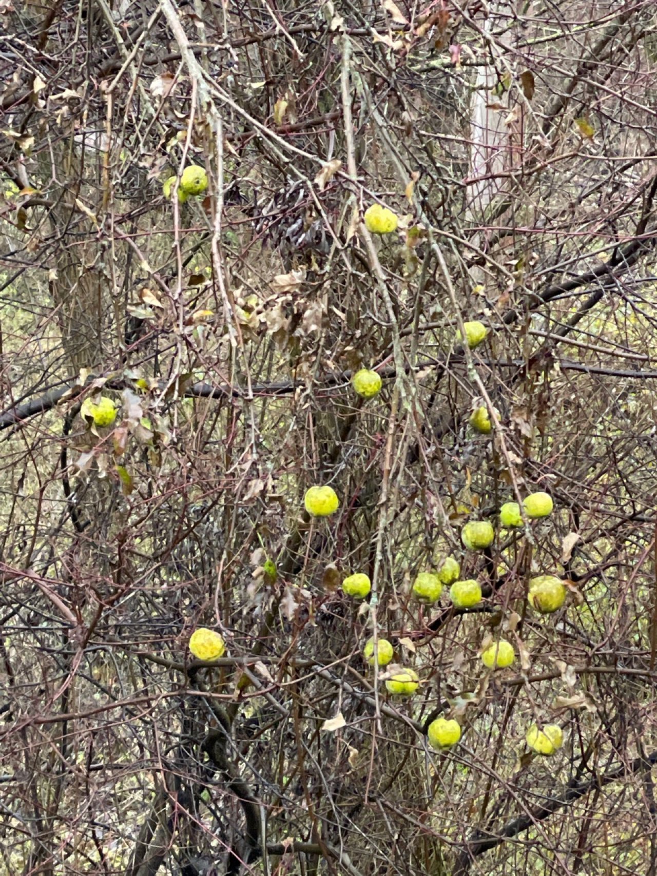 Apfel in Naturkalender App spotted by Franz on 19.12.2020