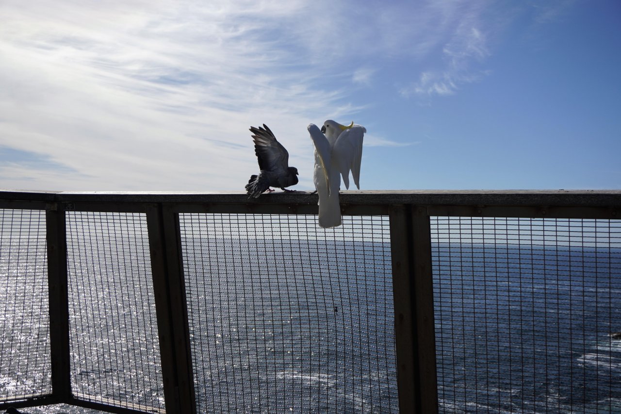 Sulphur-crested Cockatoo in Big City Birds App spotted by Walkal30 on 10.12.2020