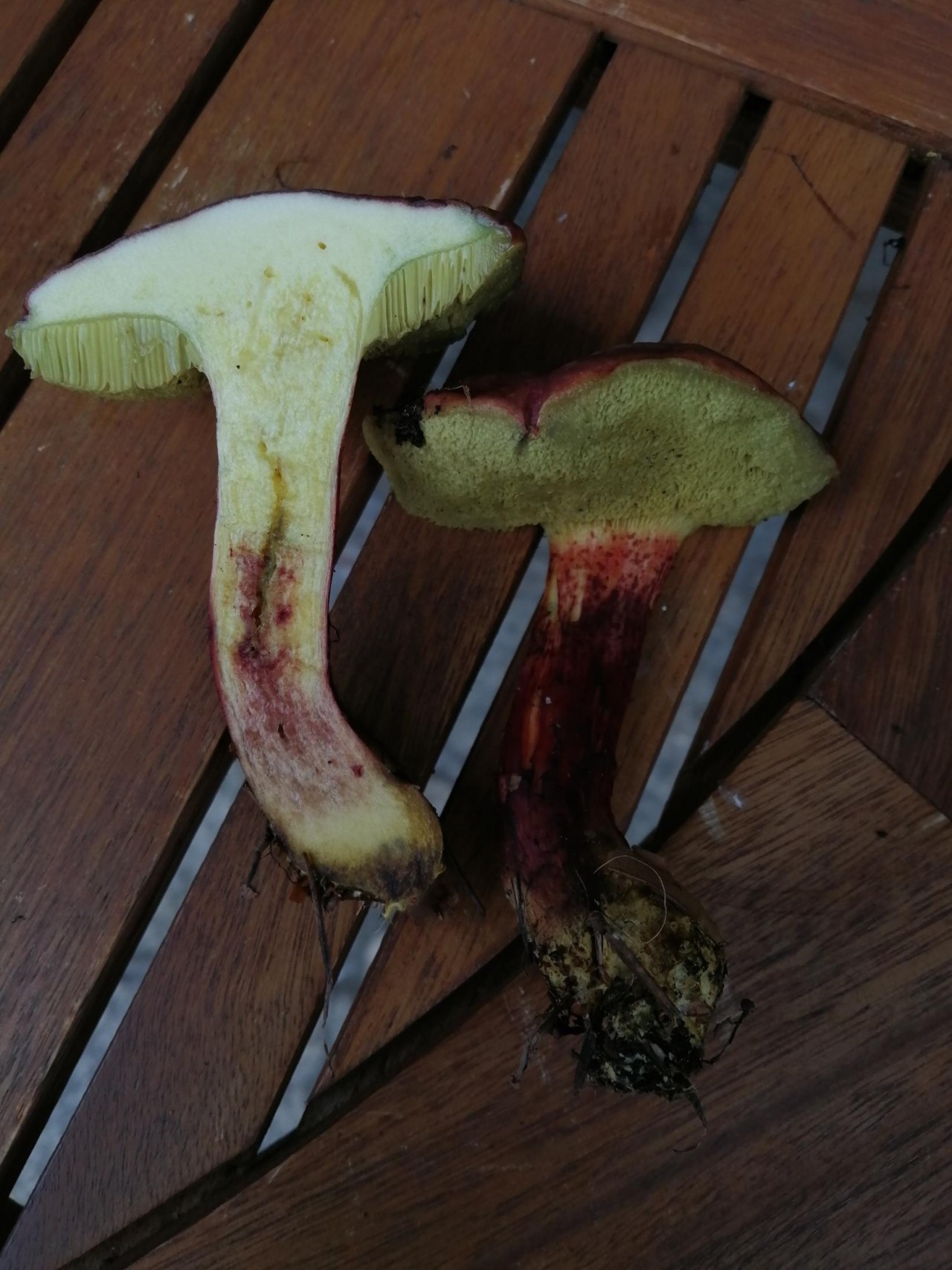 | Pilzfinder App | 25.10.2020