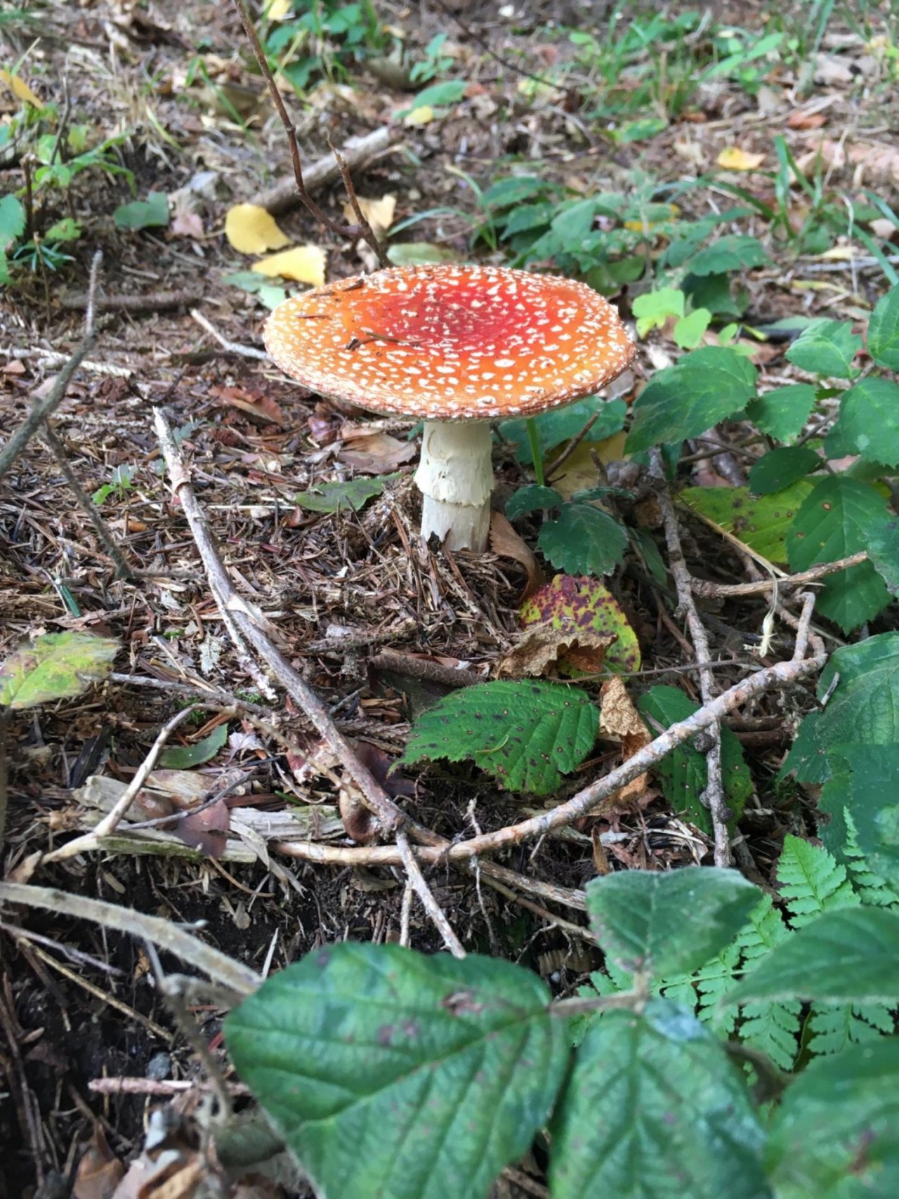 Fungi in NatureSpots App spotted by TheOSWR on 27.10.2020