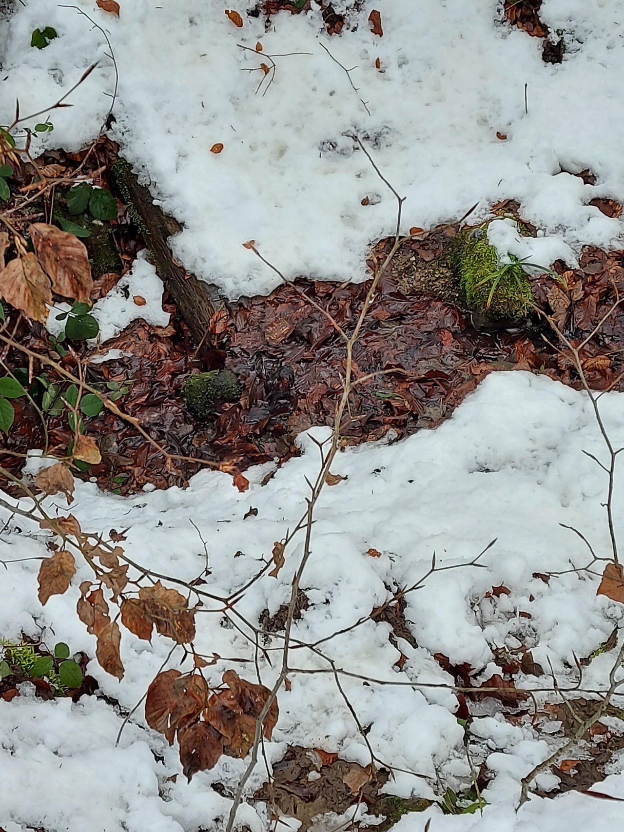 temporary stream in CrowdWater App spotted by Schmiri on 09.12.2020