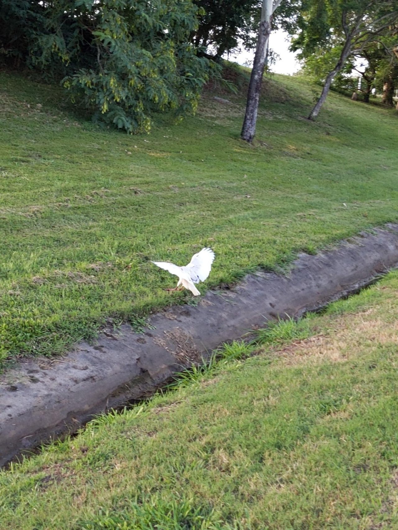 White Ibis in Big City Birds App spotted by Mitch1990 on 30.01.2021
