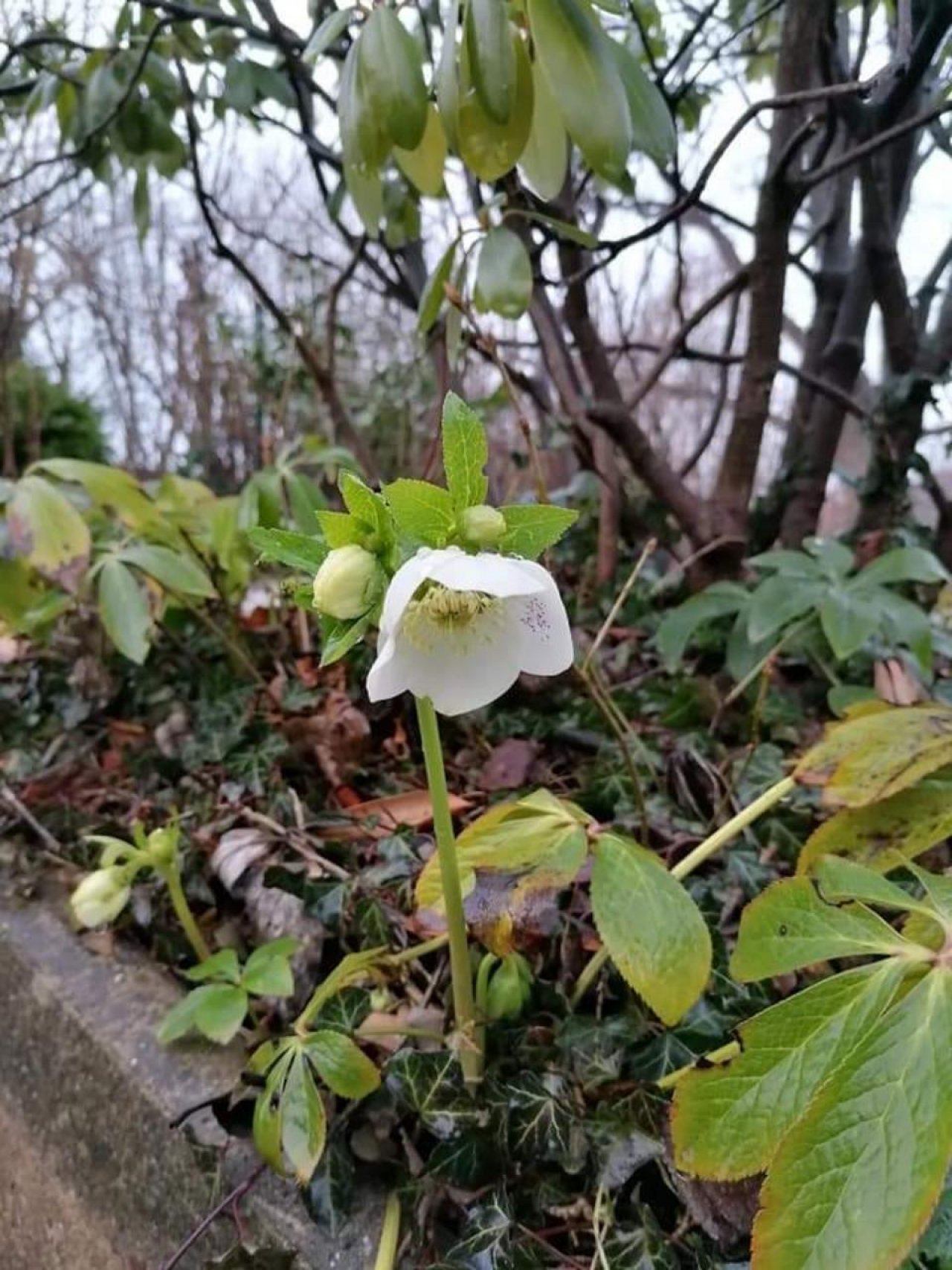 Eine andere Art in Naturkalender Oberösterreich App spotted by Siegfried Leitner on 14.02.2021