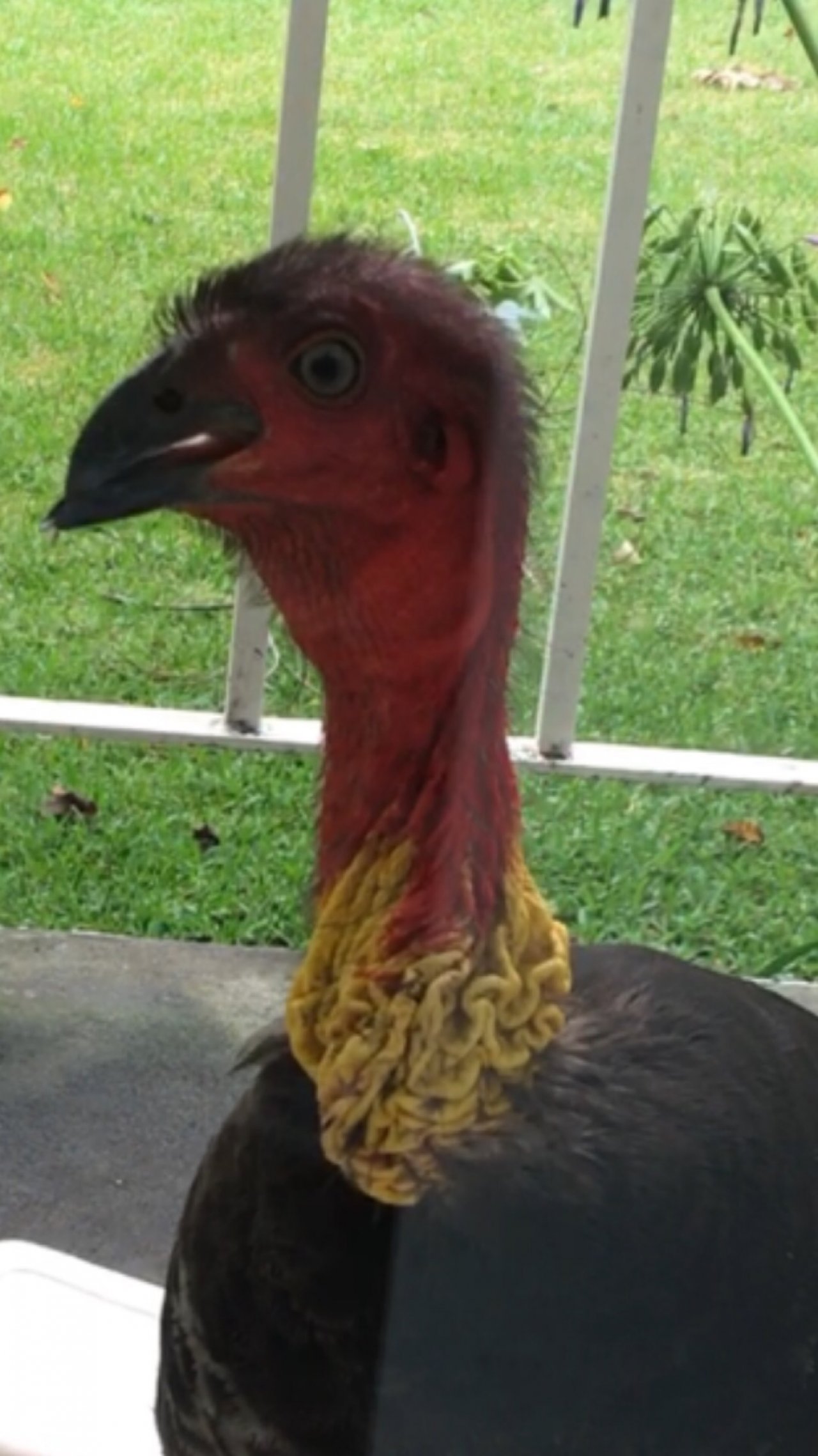 Brush-turkey in Big City Birds App spotted by BushBaby on 13.01.2021