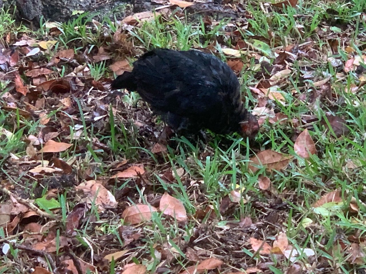 Brush-turkey in Big City Birds App spotted by John Martin on 19.12.2020