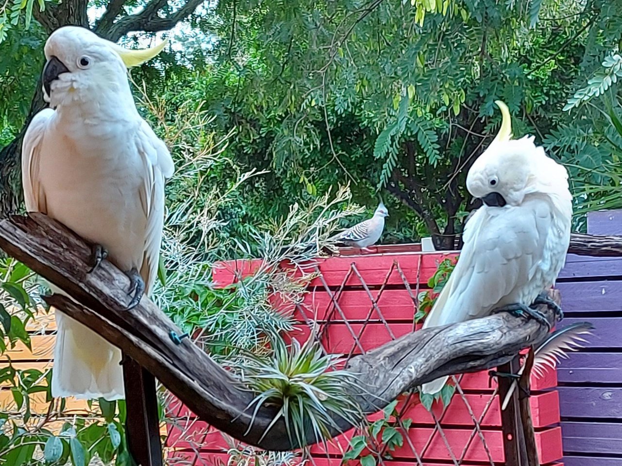 Sulphur-crested Cockatoo in Big City Birds App spotted by Feather on 02.02.2021