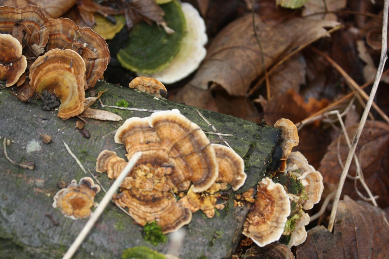 Schmetterlingstramete in Pilzfinder App: Schmetterlings-Tramete (Trametes versicolor),
on a branch; deciduous tree; deadwood; lying; spotted by Treitner on 10.12.2020