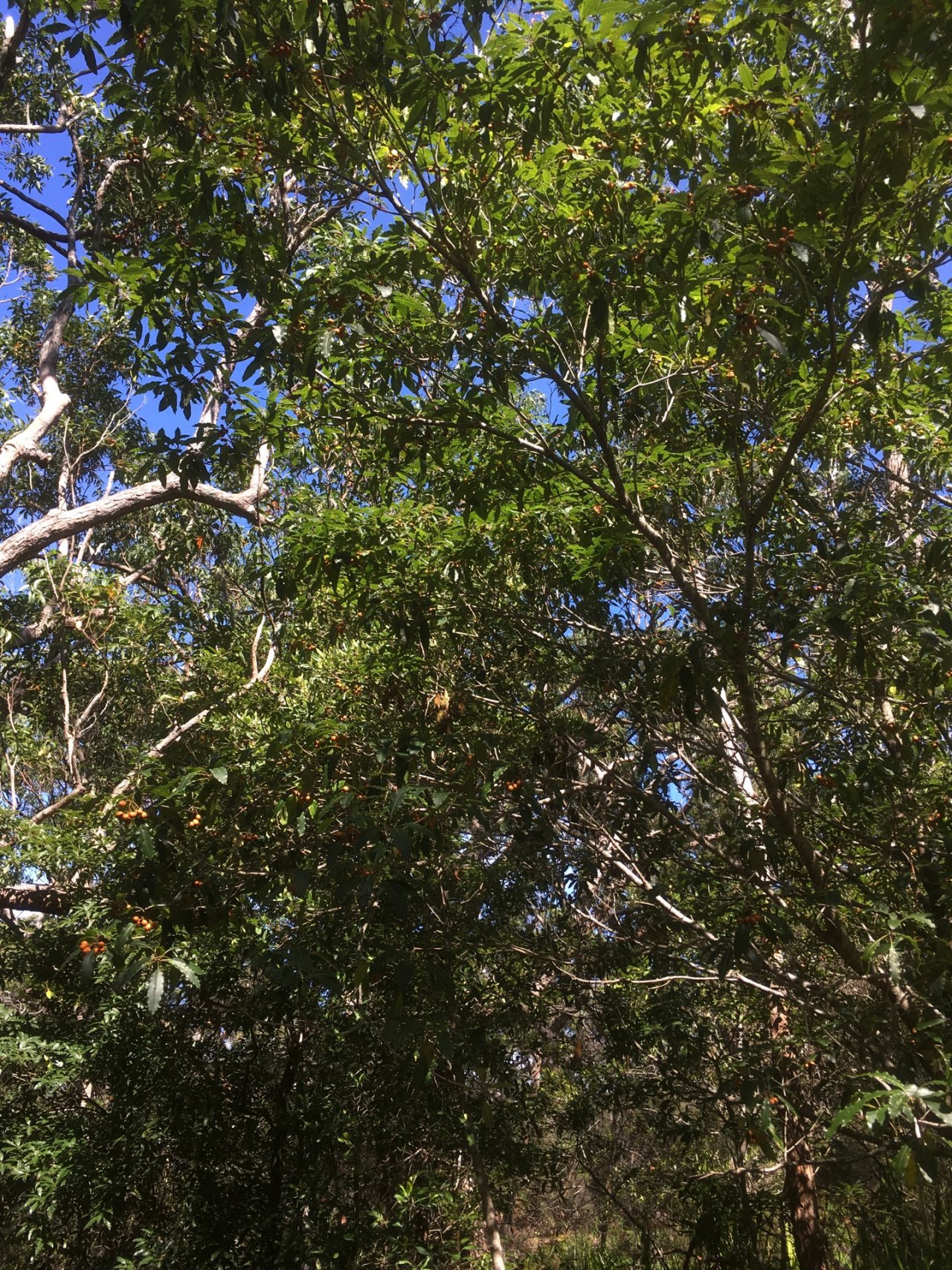 Other plant in ClimateWatch App spotted by Lisa Fowkes on 13.03.2021