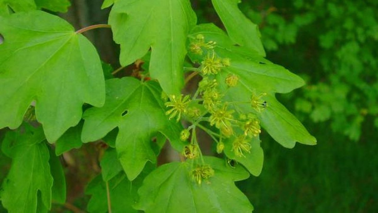 Árvore de bordo de campo