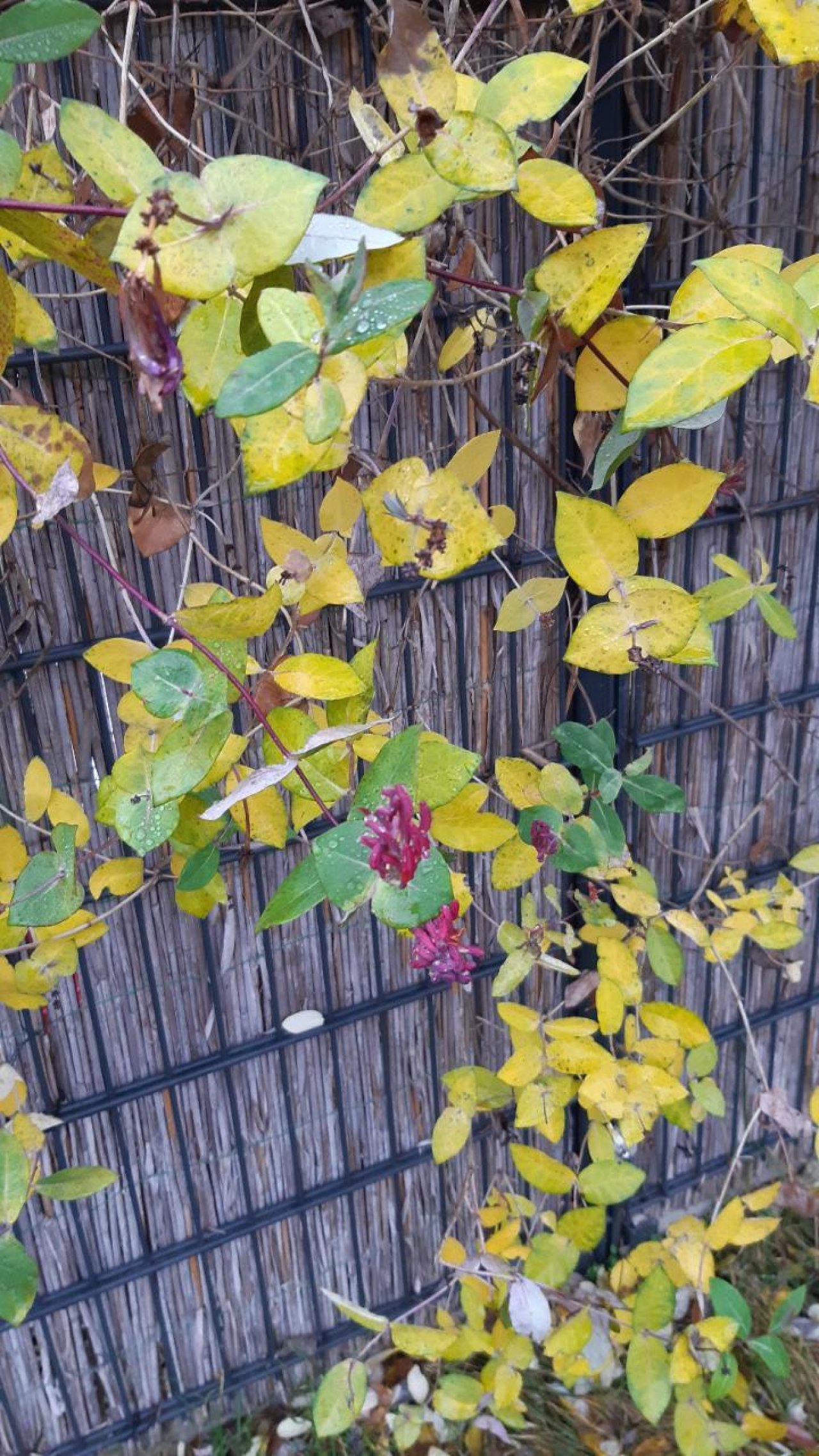 Eine andere Strauchart in Naturkalender App spotted by Julihele on 20.12.2020