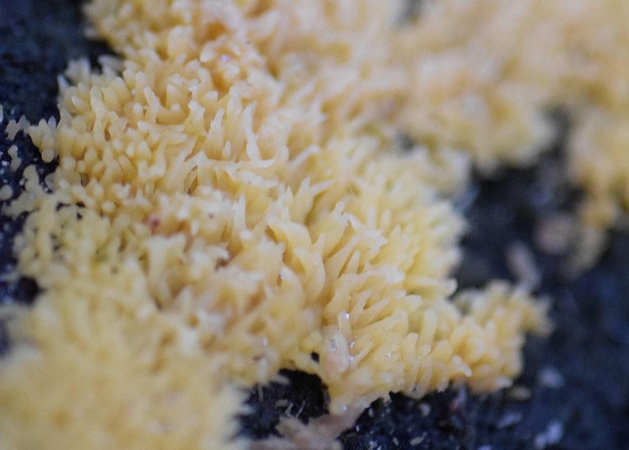 Andere Art in Pilzfinder App spotted by Markus Sabor on 20.12.2020