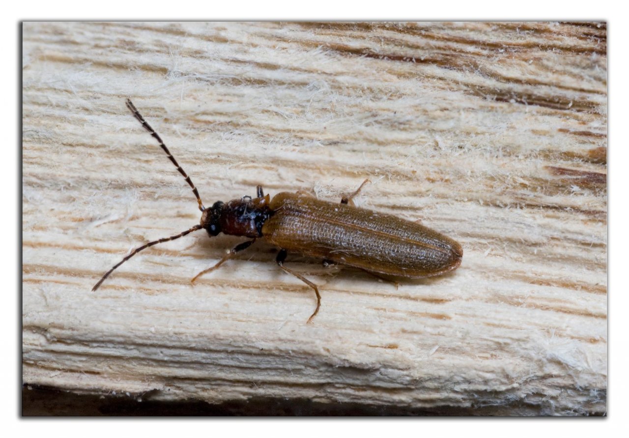 Animals in NatureSpots App spotted by Danny VG on 24.05.2020