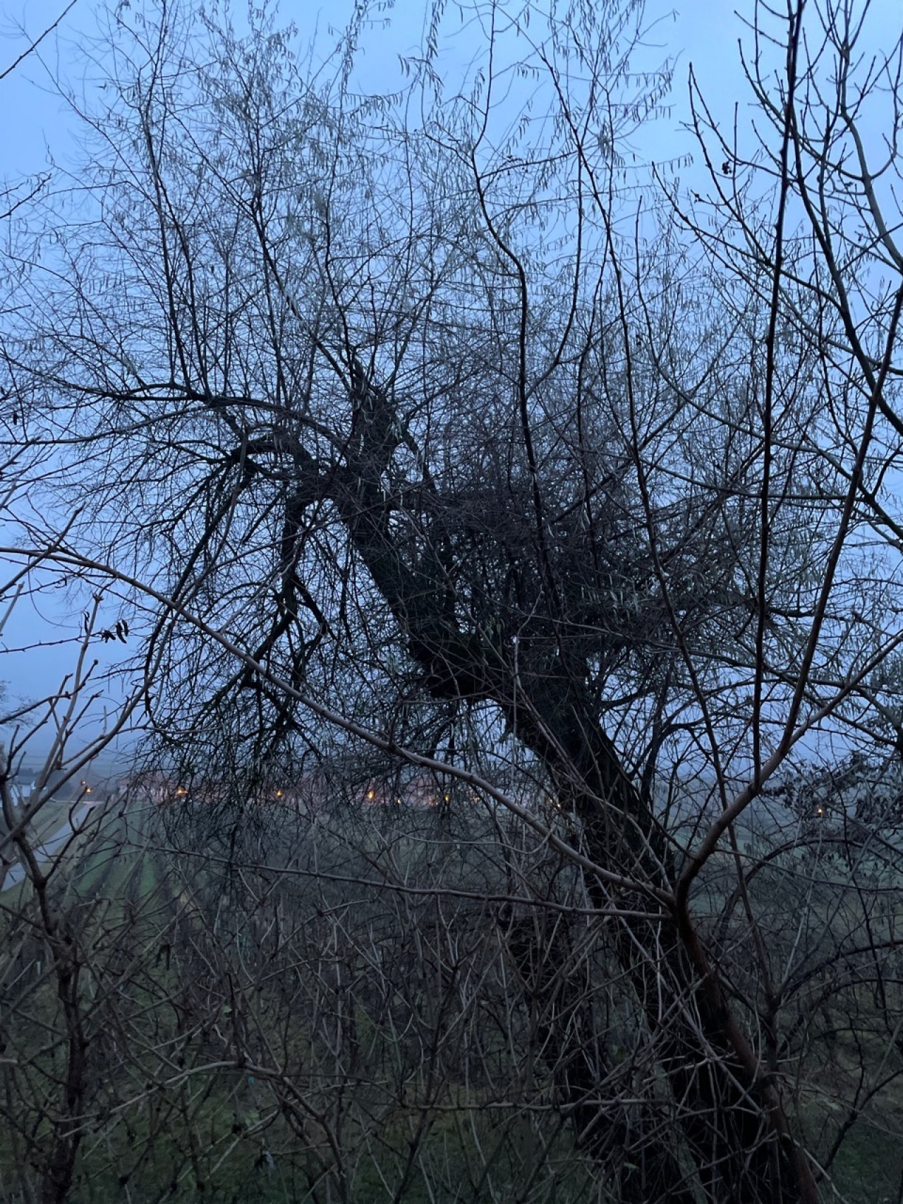 Eine andere Baumart in Naturkalender App spotted by Franz on 21.12.2020