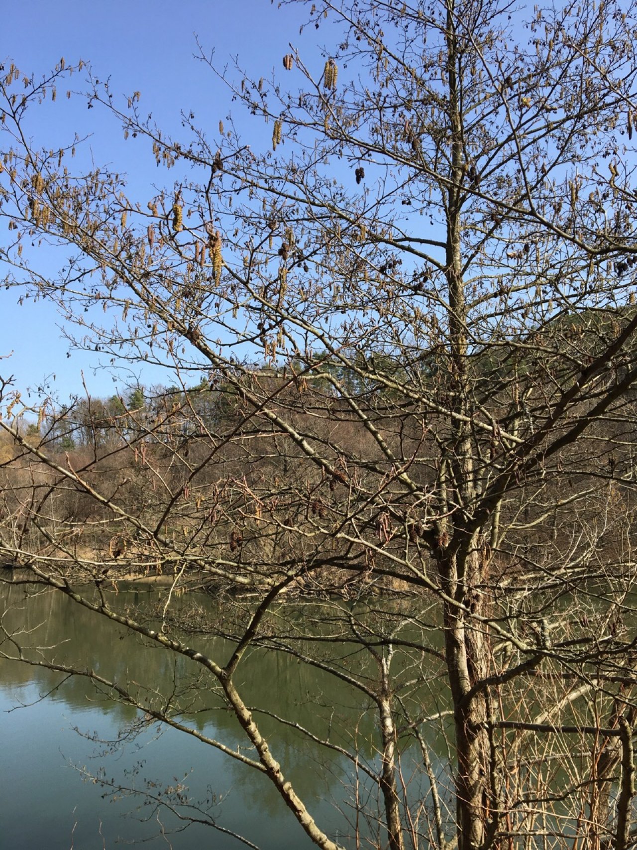 Eine andere Baumart in Naturkalender App spotted by Seidelbast on 25.02.2021