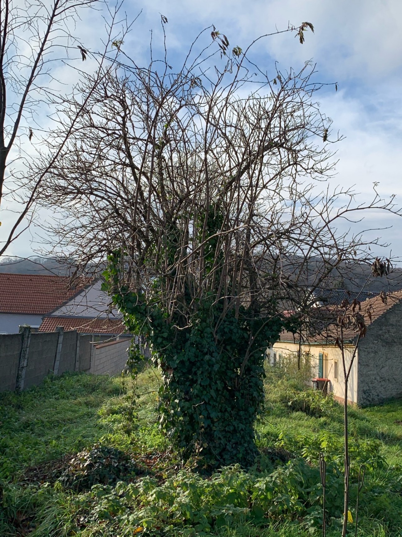 Der Holunder ist fast entlaubt. | Naturkalender App | 09.12.2020