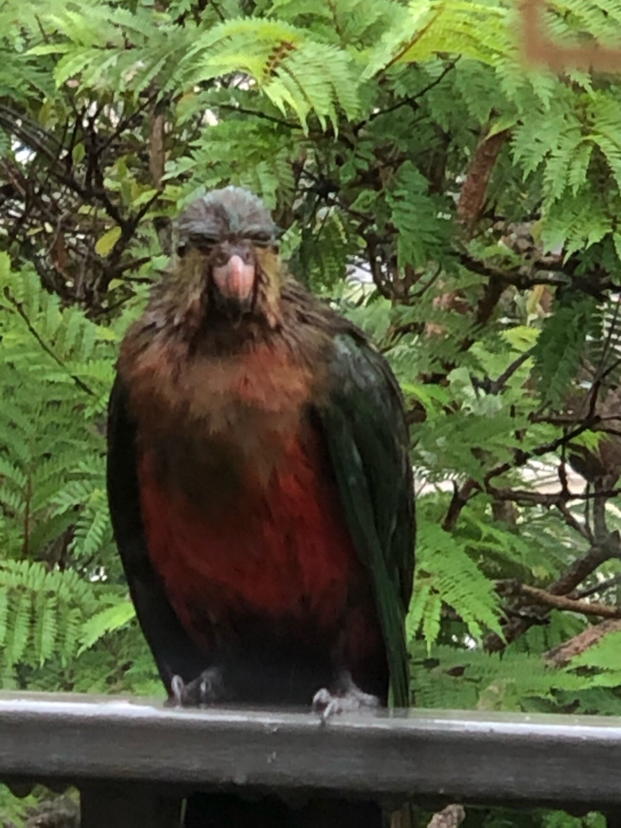 Other bird in Big City Birds App spotted by Gert on 29.01.2021