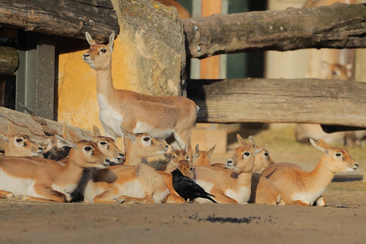 Carrion Crow in KraMobil App spotted by Gjafall on 18.02.2021
