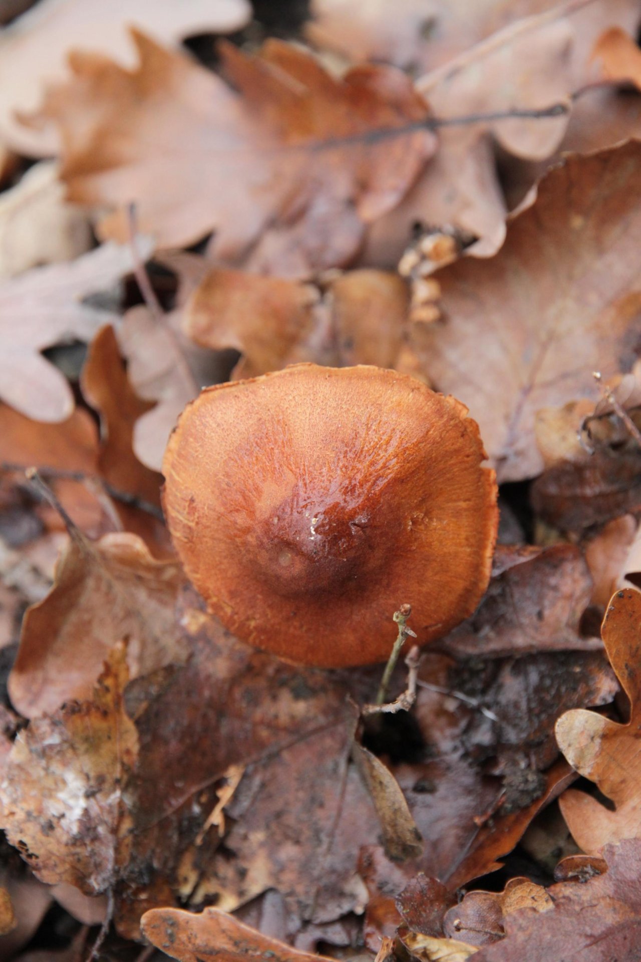 anderer Lamellenpilz (dunkel) in Pilzfinder App spotted by Helmling on 03.01.2021