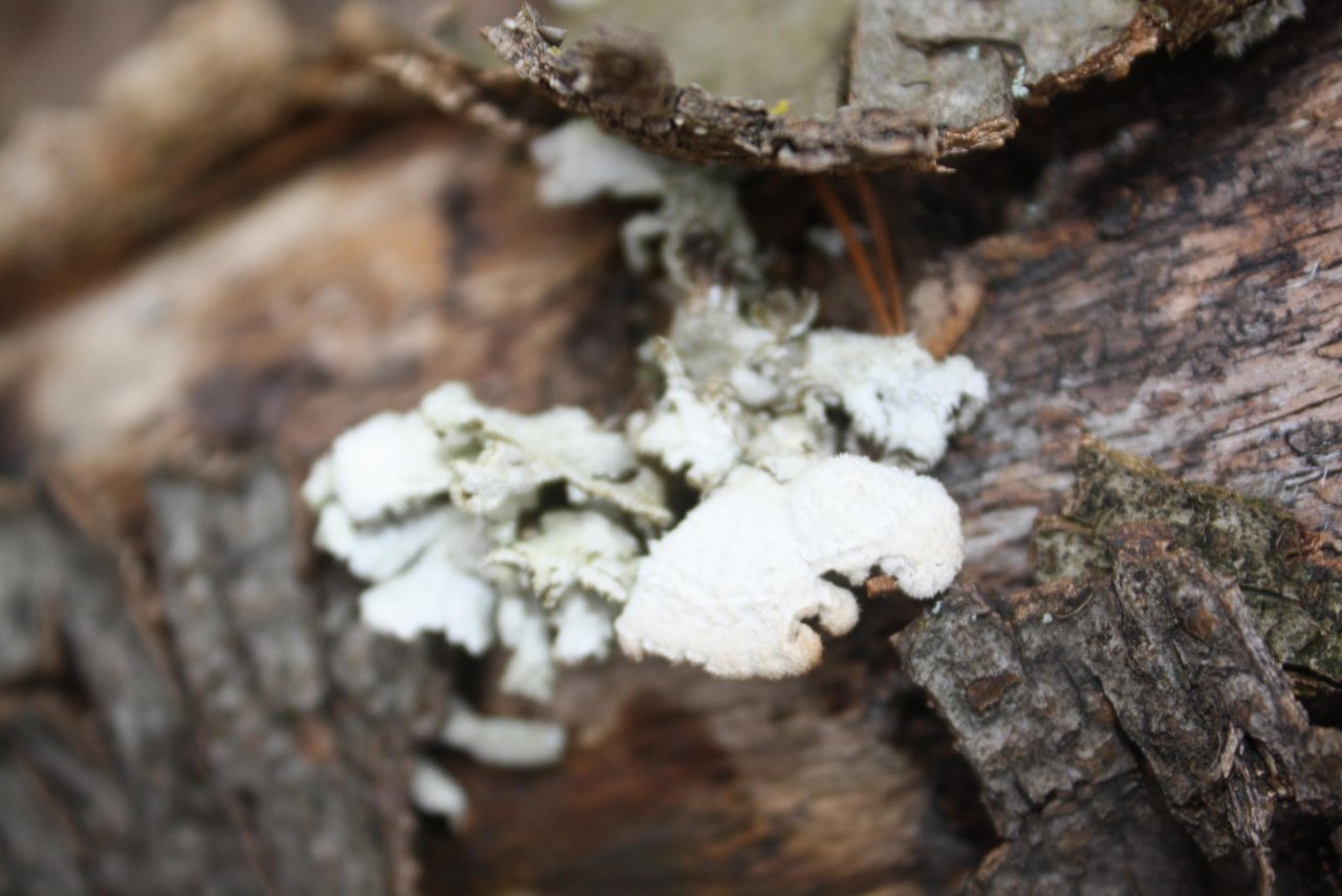 Spaltblättling in Pilzfinder App spotted by Treitner on 03.01.2021