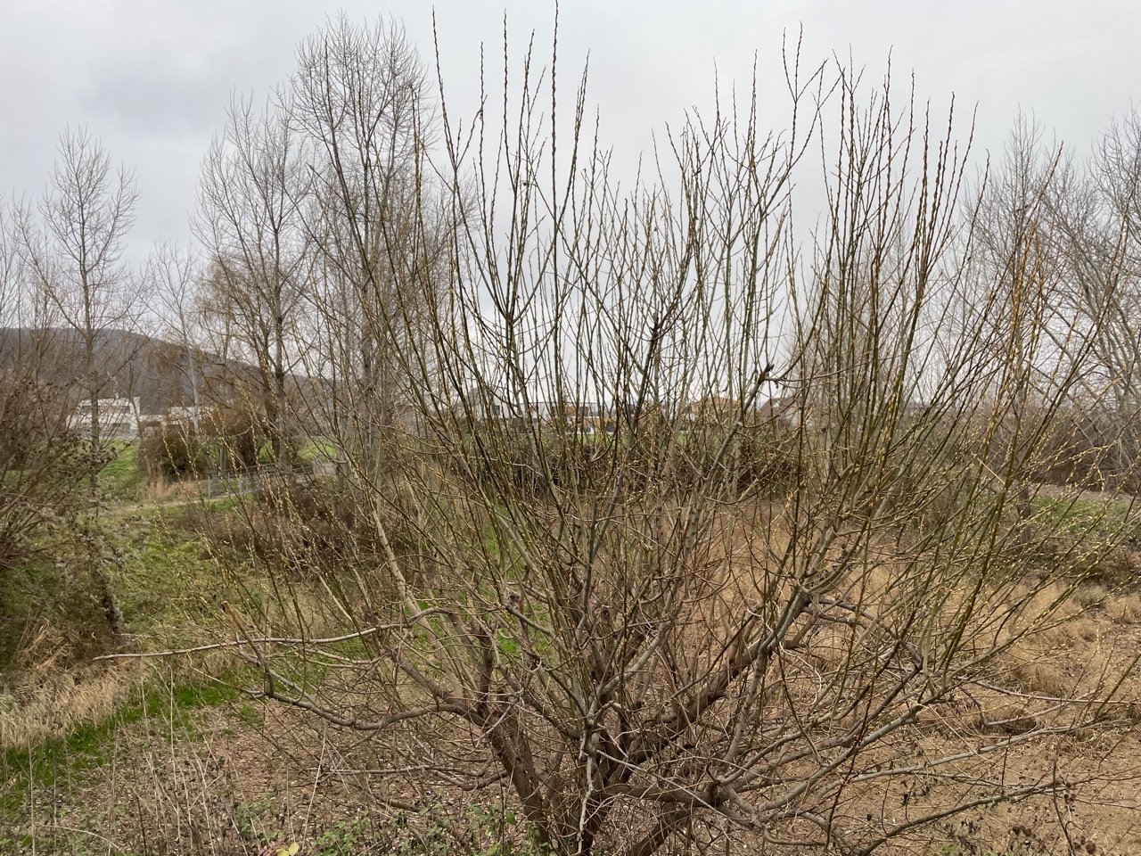 Eine andere Strauchart in Naturkalender App spotted by Franz on 15.12.2020