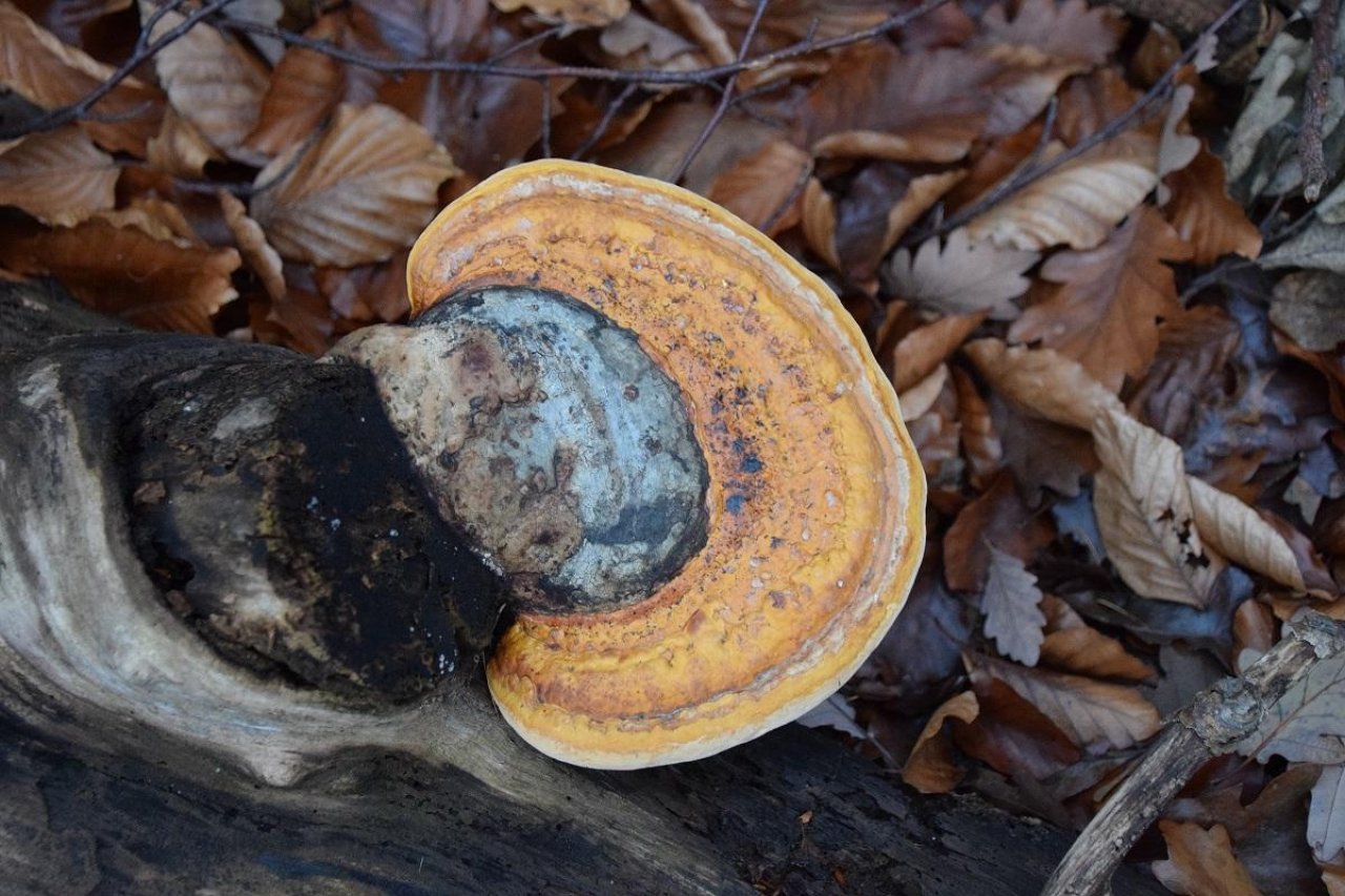 Rotrandiger Baumschwamm in Pilzfinder App spotted by Markus Sabor on 13.12.2020