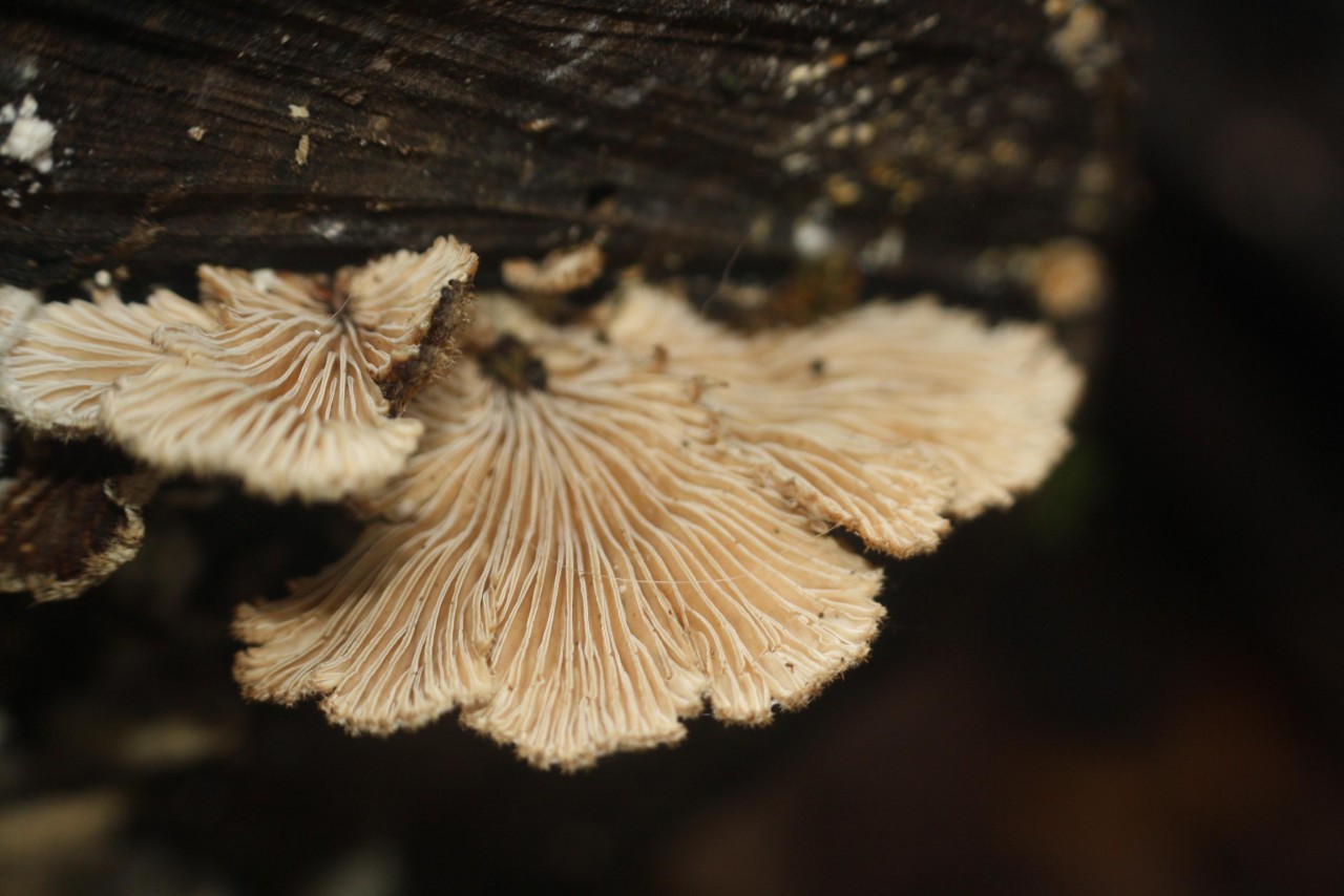 Spaltblättling in Pilzfinder App spotted by Treitner on 10.12.2020