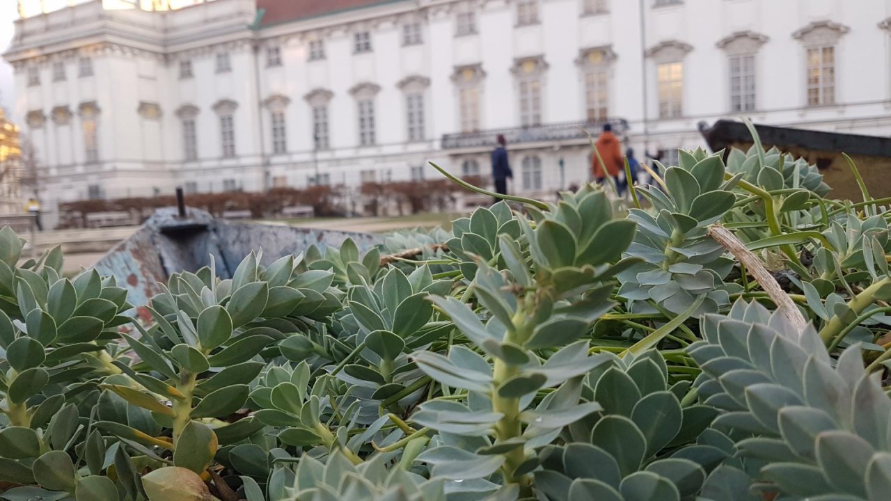 Plants in NatureSpots App spotted by Ka vonSeiten on 27.01.2021