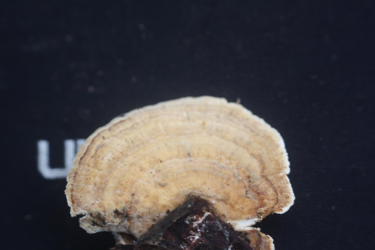 Striegelige Tramete (Trametes hirsuta),
on a branch; deciduous tree; deadwood; lying; | 