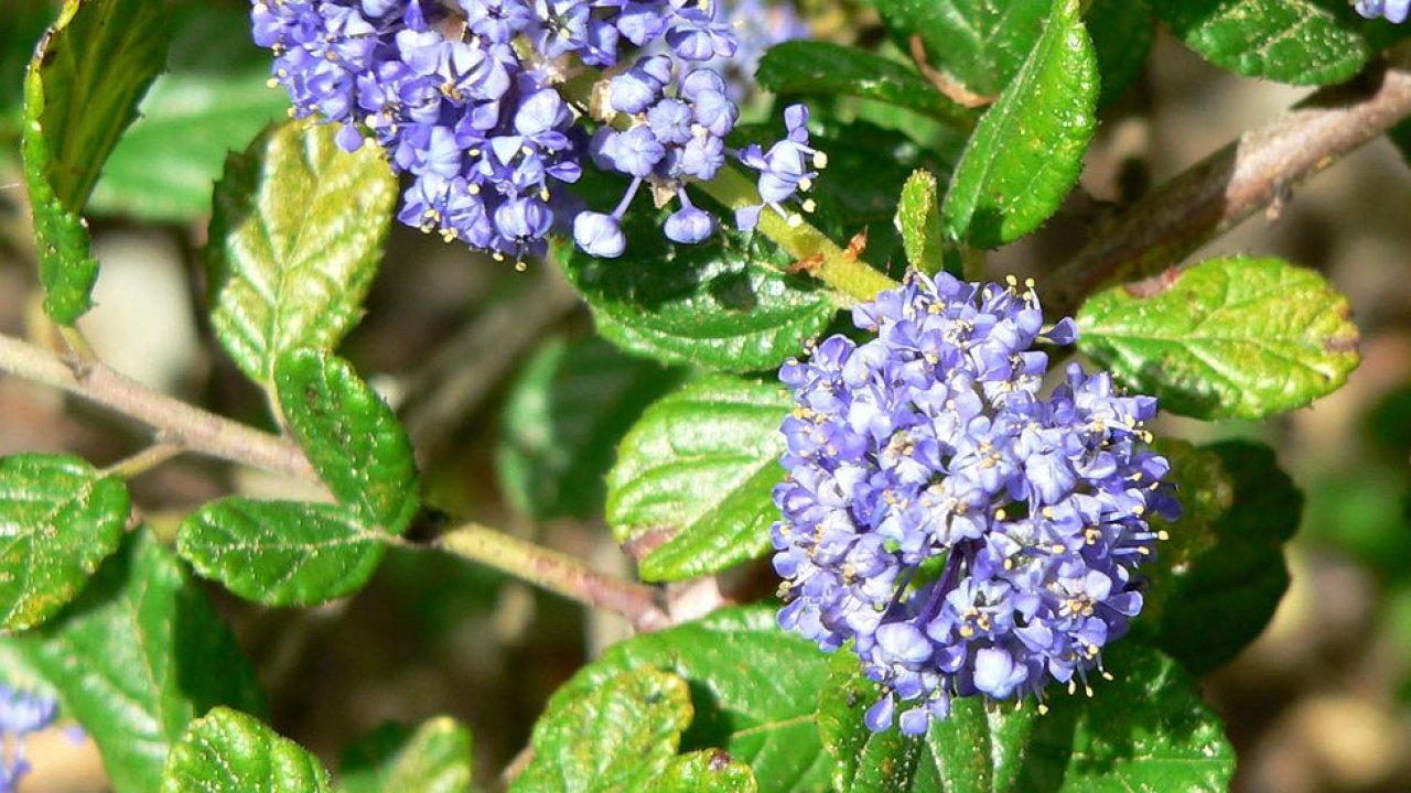 Ceanothus (Lilás da Califórnia)