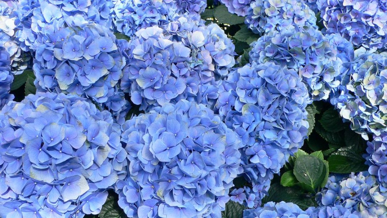 Hortênsia trepadeira