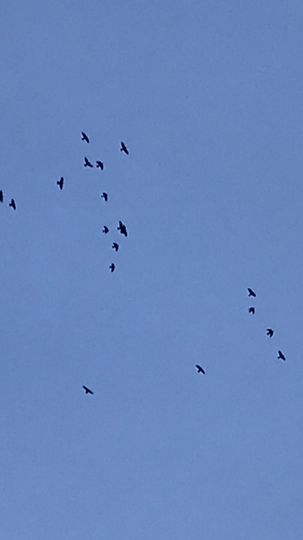 Carrion Crow in KraMobil App spotted by Maleit on 31.01.2021