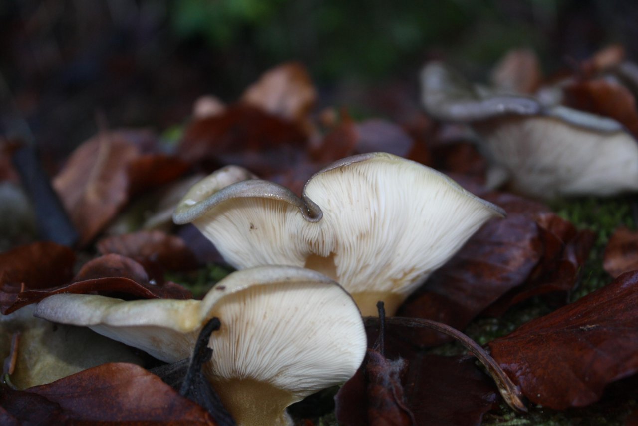 anderer Lamellenpilz (hell) in Pilzfinder App spotted by Treitner on 18.12.2020