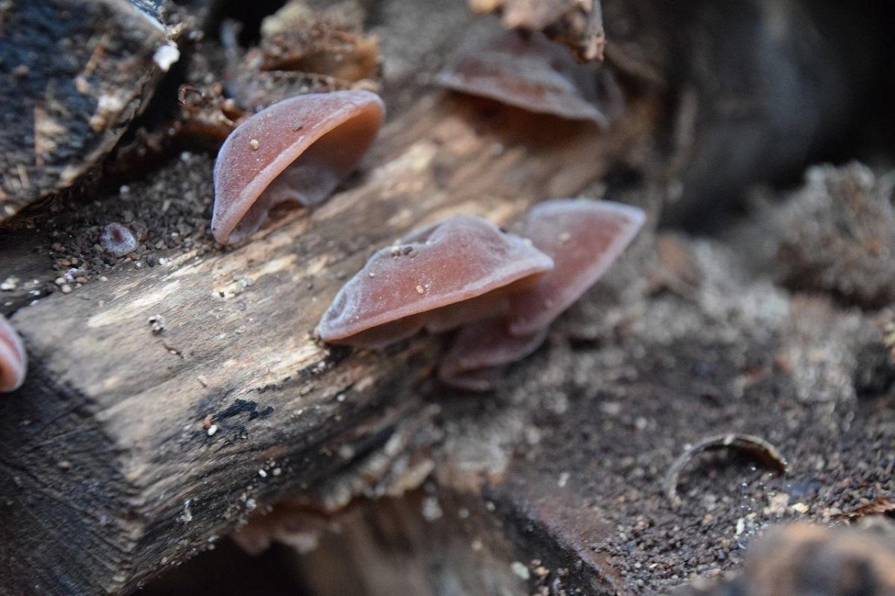 Judasohr in Pilzfinder App spotted by Markus Sabor on 12.12.2020