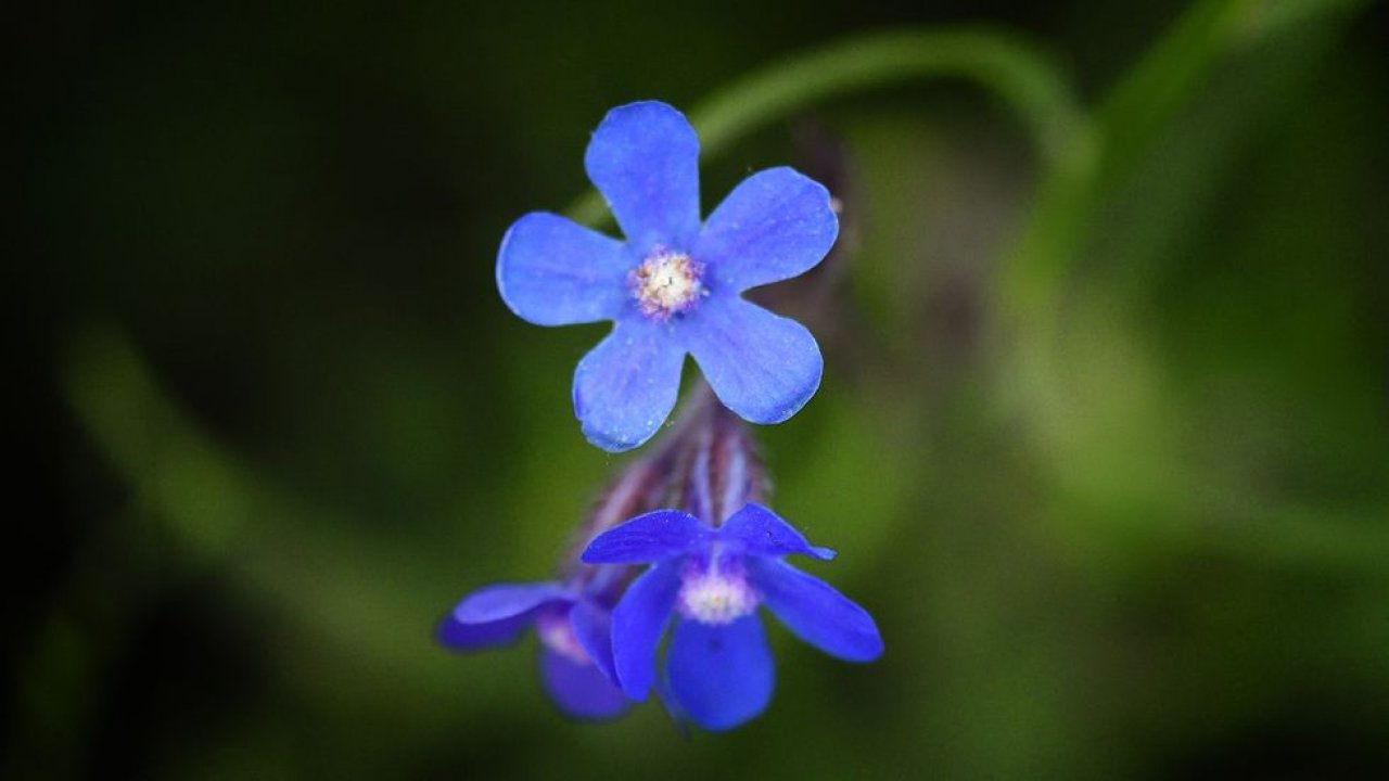 Anchusa de jardim/ Bugloss italiano