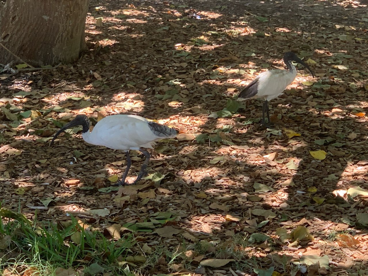 White Ibis in Big City Birds App spotted by John Martin on 14.01.2021