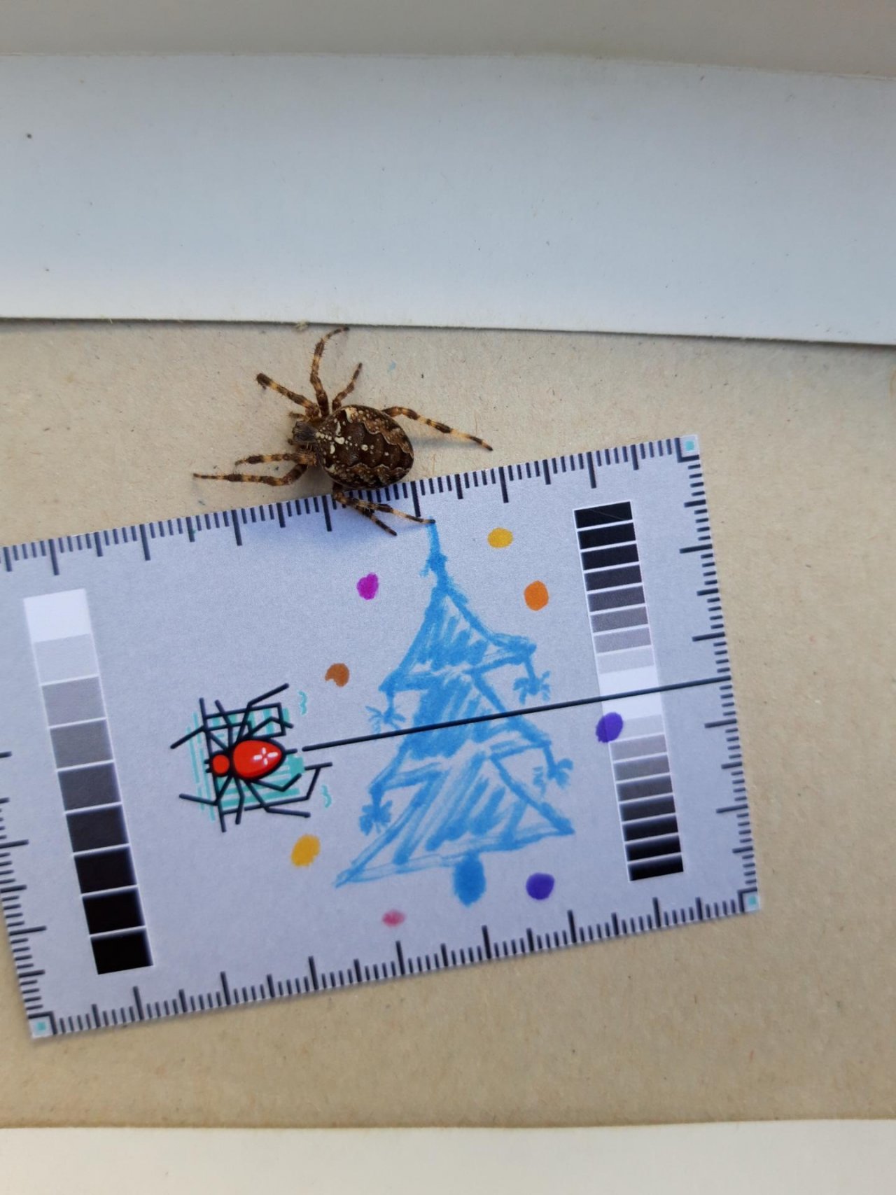 Cross Orbweaver in SpiderSpotter App spotted by SpinnenSpotter on 25.12.2020