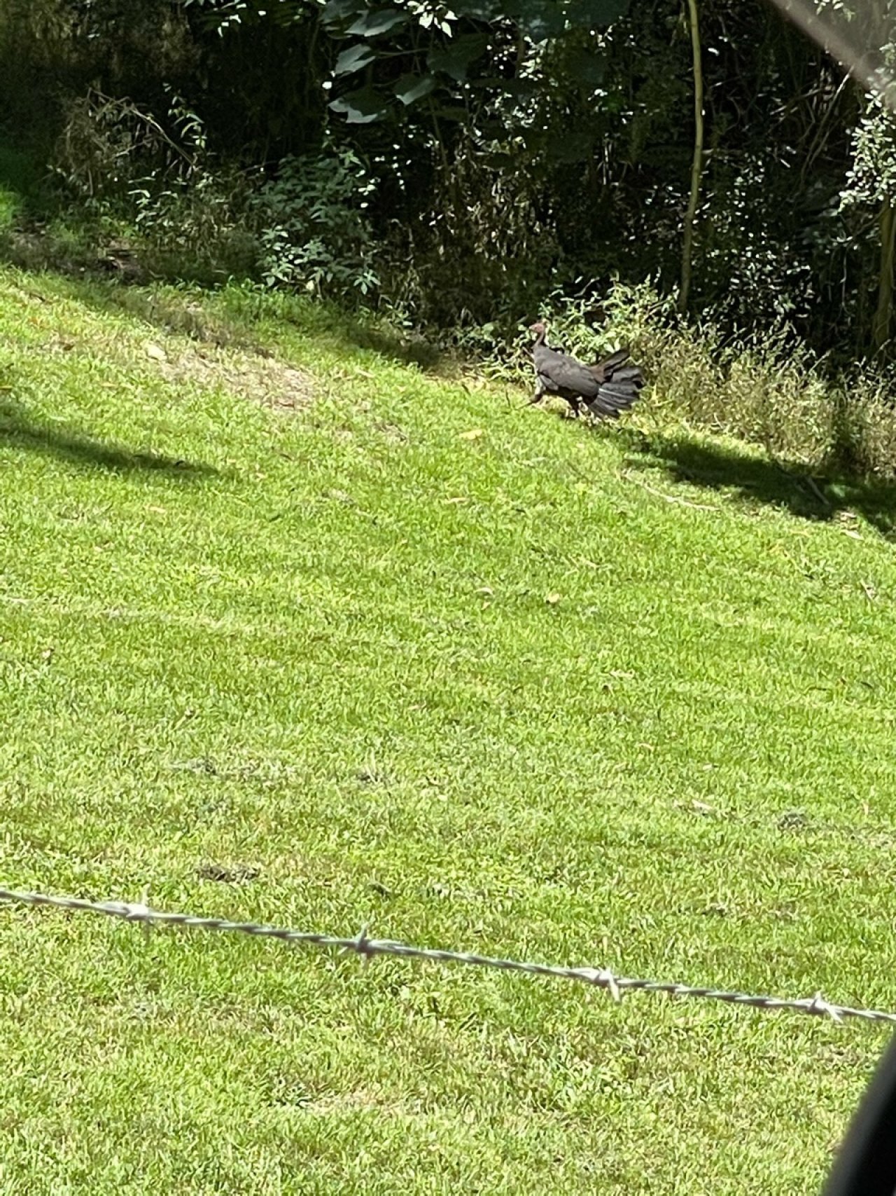 birds in BrushTurkeys App spotted by Richie Benson on 26.02.2021