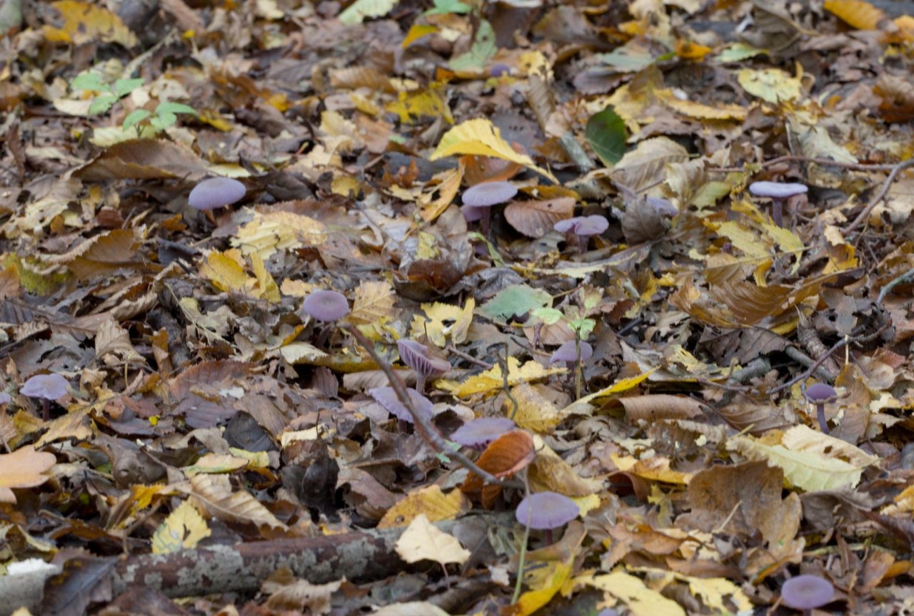 Amethystblauer Lacktrichterling in Pilzfinder App spotted by Danny VG on 02.11.2020